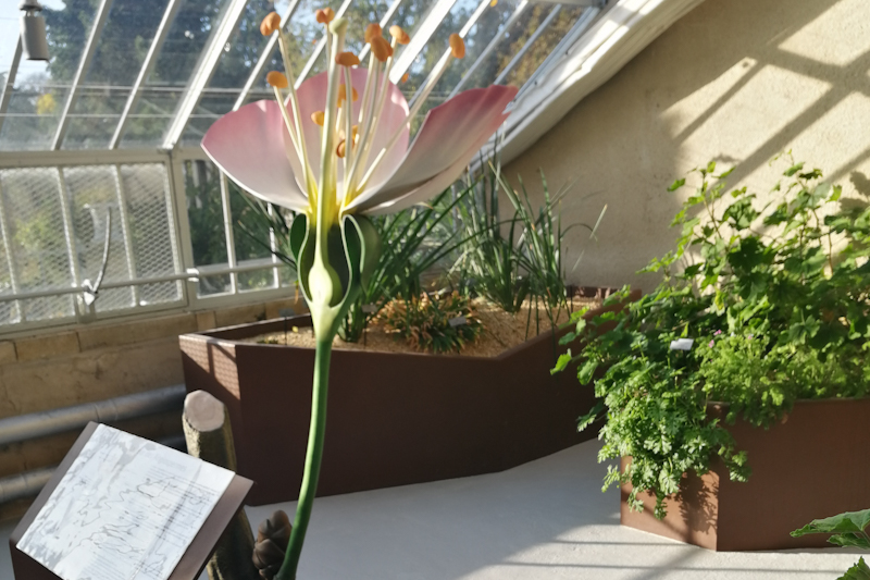 Sculpture de fleur surdimensionnée - Jardin des Plantes de Rouen