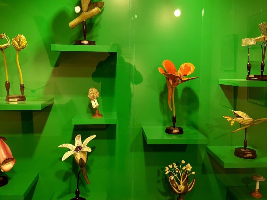 Maquettes botaniques - Exposition Échelle et Volume, la maquette aujourd'hui