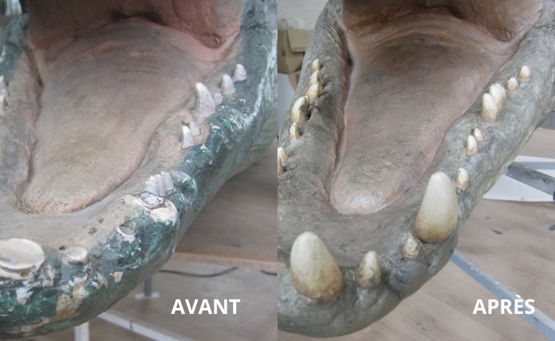 Restauration d'une sculpture de crocodile du nil - Avant / Après
