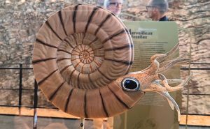 Sculpture de reconstitution d'une ammonite