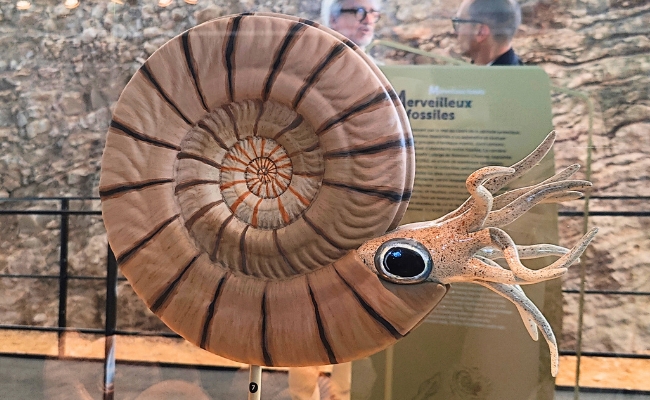 Sculpture de reconstitution d'une ammonite