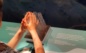 La peau de l'ours blanc : Manipe pédagogique jeune public - Exposition Trop Forts Musée des Confluences