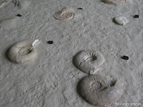 Moulages en résine, installés en extérieur sur le site de Serre de l'Âne (26), de fossiles représentatifs du Hauterivien